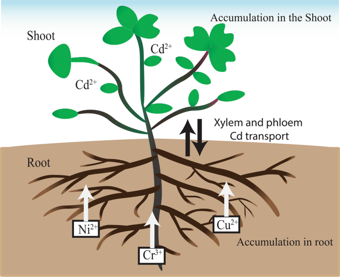 Chromium Bioaccumulation and its Impacts on Plants